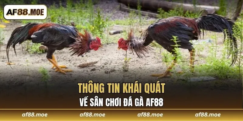 Thông tin khái quát về sân chơi Đá Gà AF88